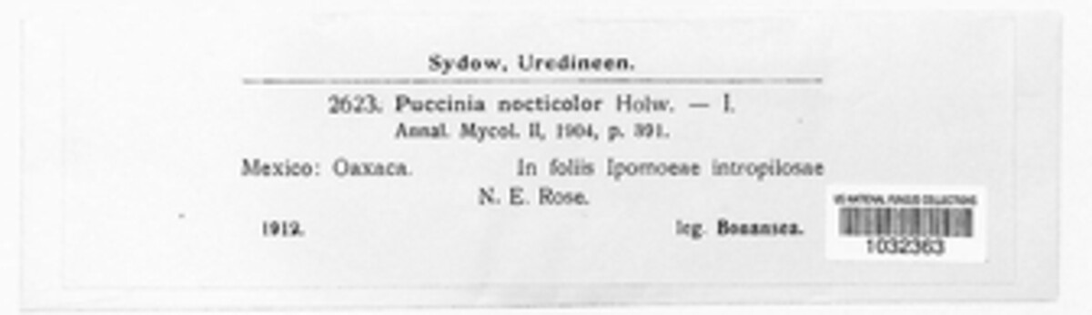 Puccinia nocticolor image
